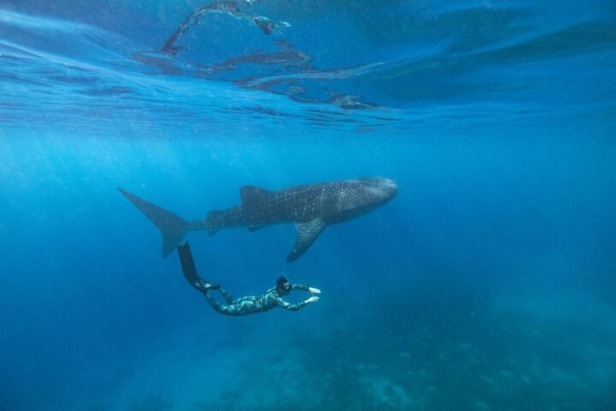 uno squalo balena che nuota accanto a un sub nell'oceano