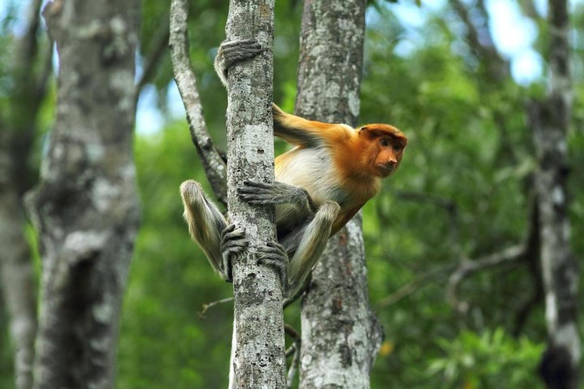 una scimmia seduta in cima a un albero