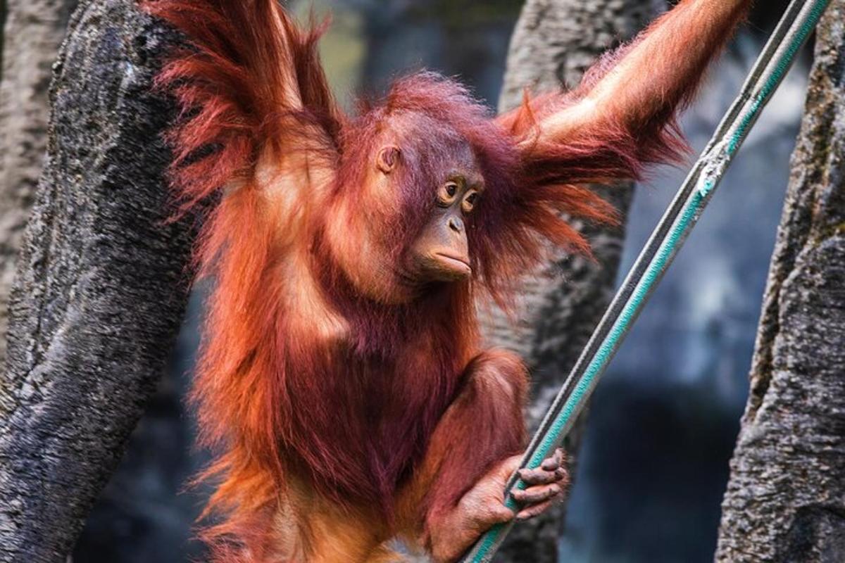 un orango è appeso a un albero