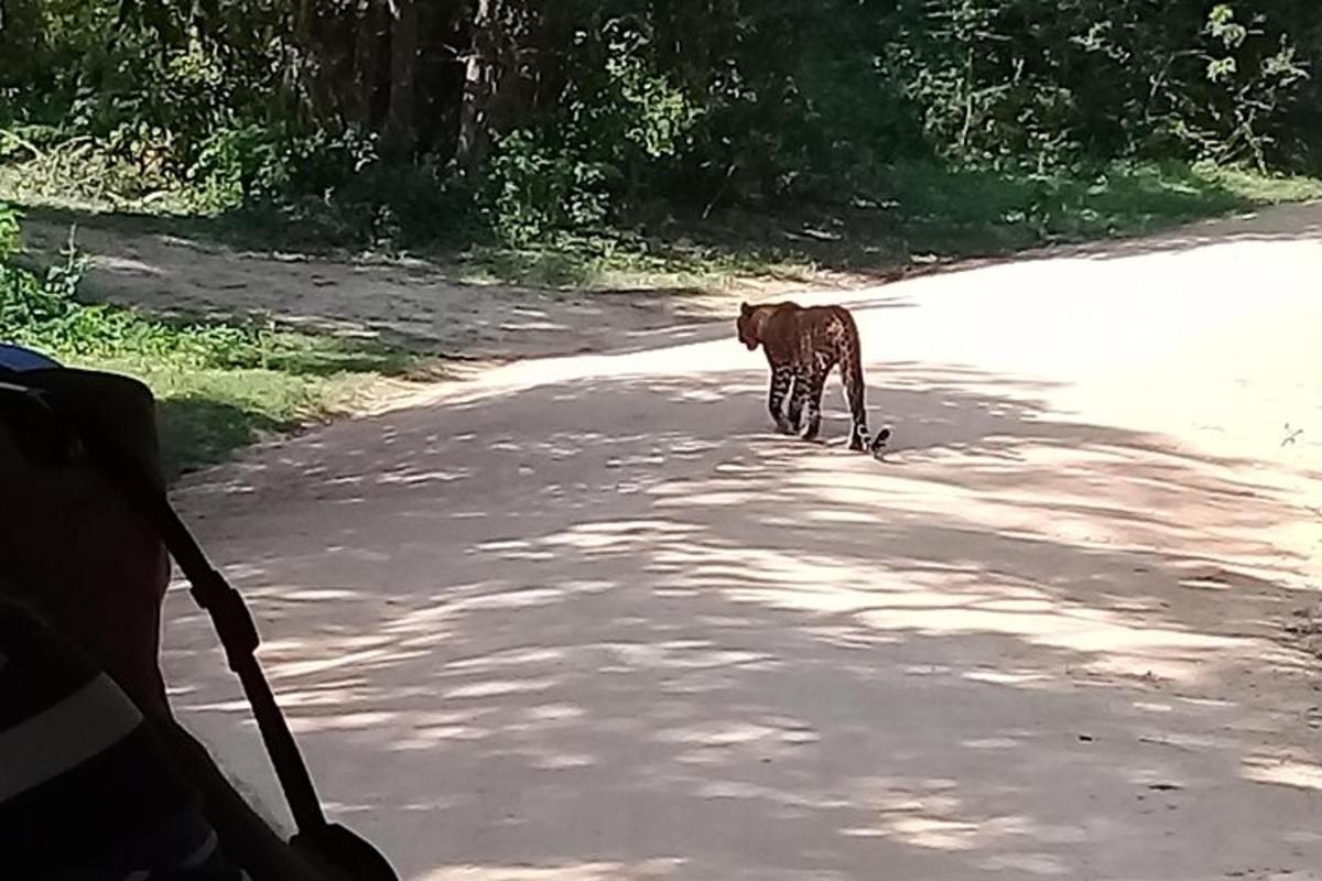 un gos marró caminant per una carretera