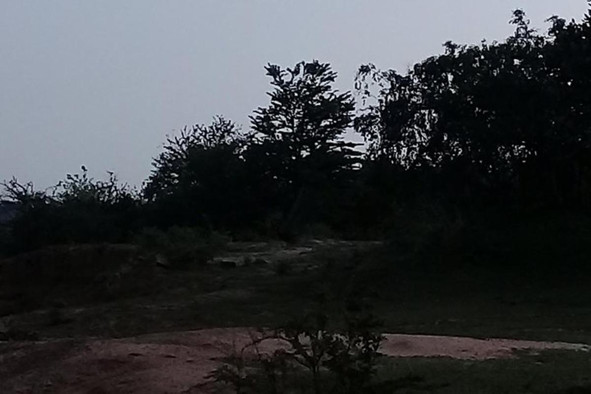 un grupo de árboles y arbustos en una colina
