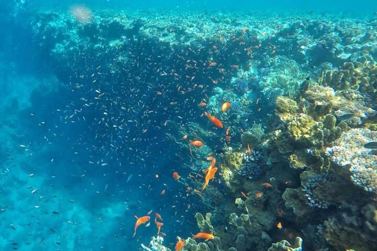 un banco de peces en un arrecife de coral