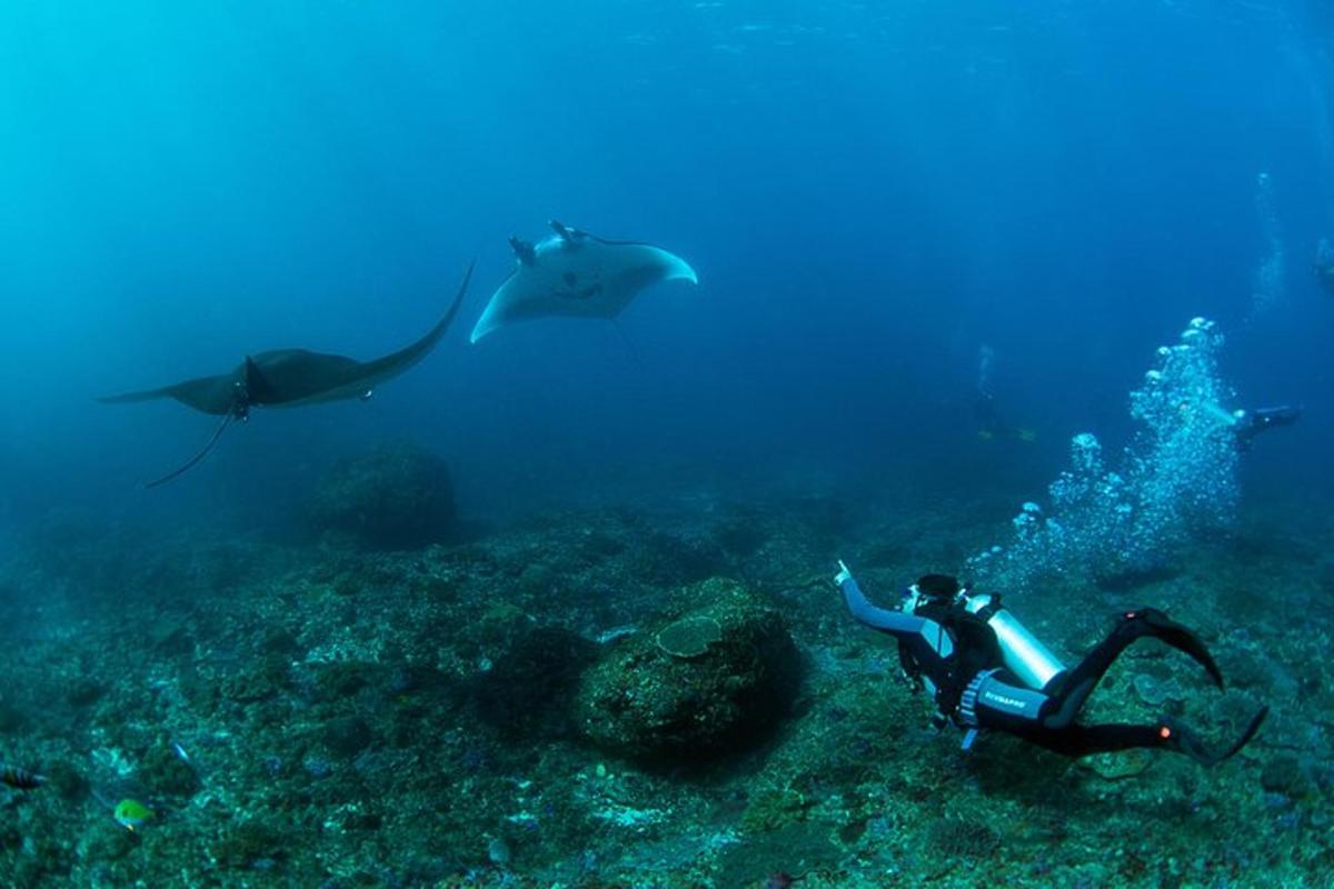 uma pessoa nadando no oceano com tubarões ao fundo