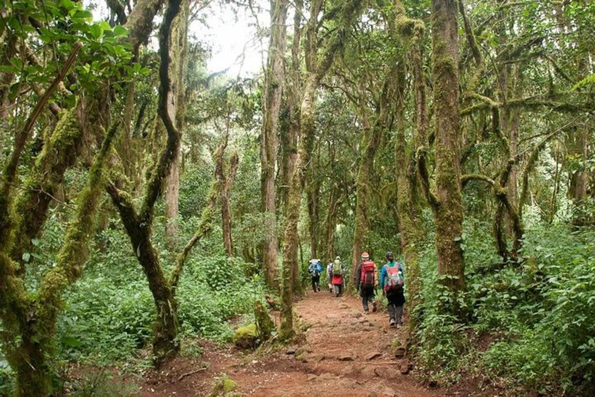 eine Gruppe von Menschen, die einen Feldweg in einem Wald entlanggehen