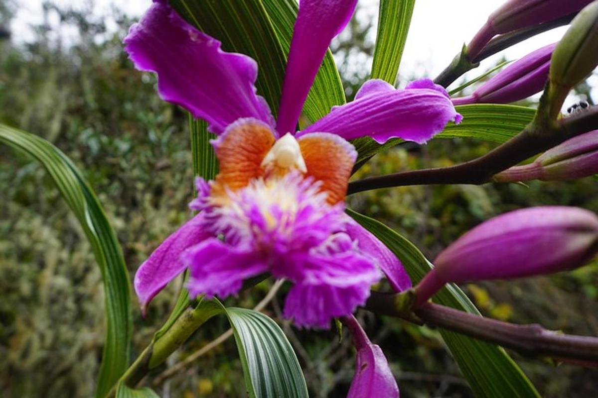 Un primer plano de una flor morada en una planta.