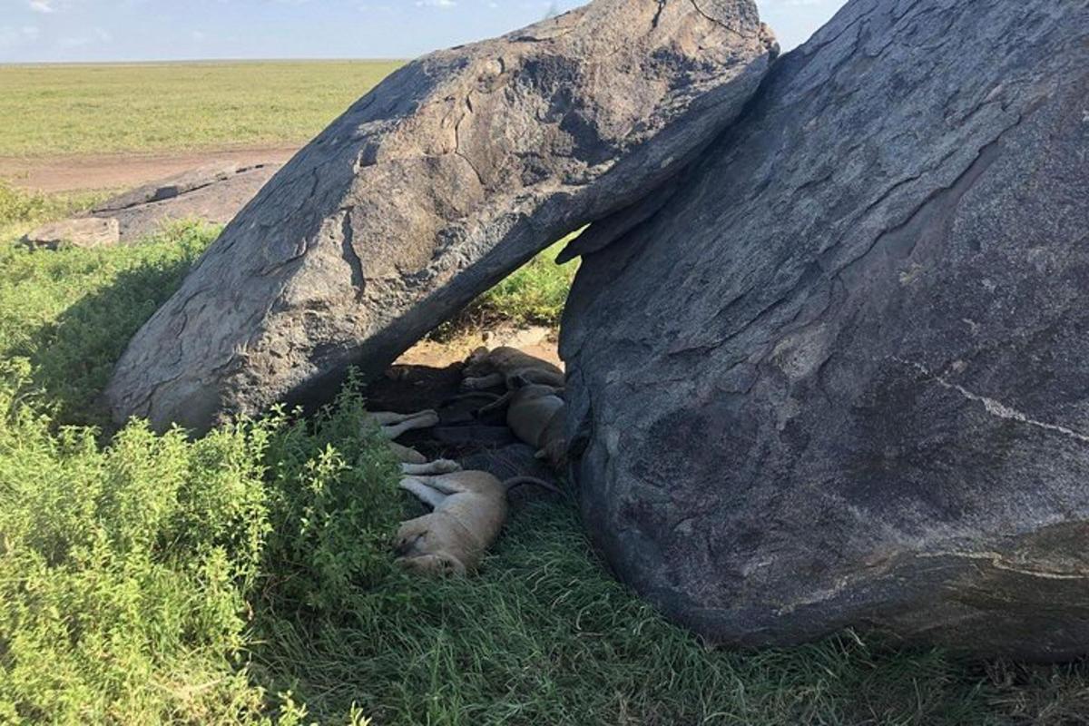 anak gajah berbaring di bawah batu besar