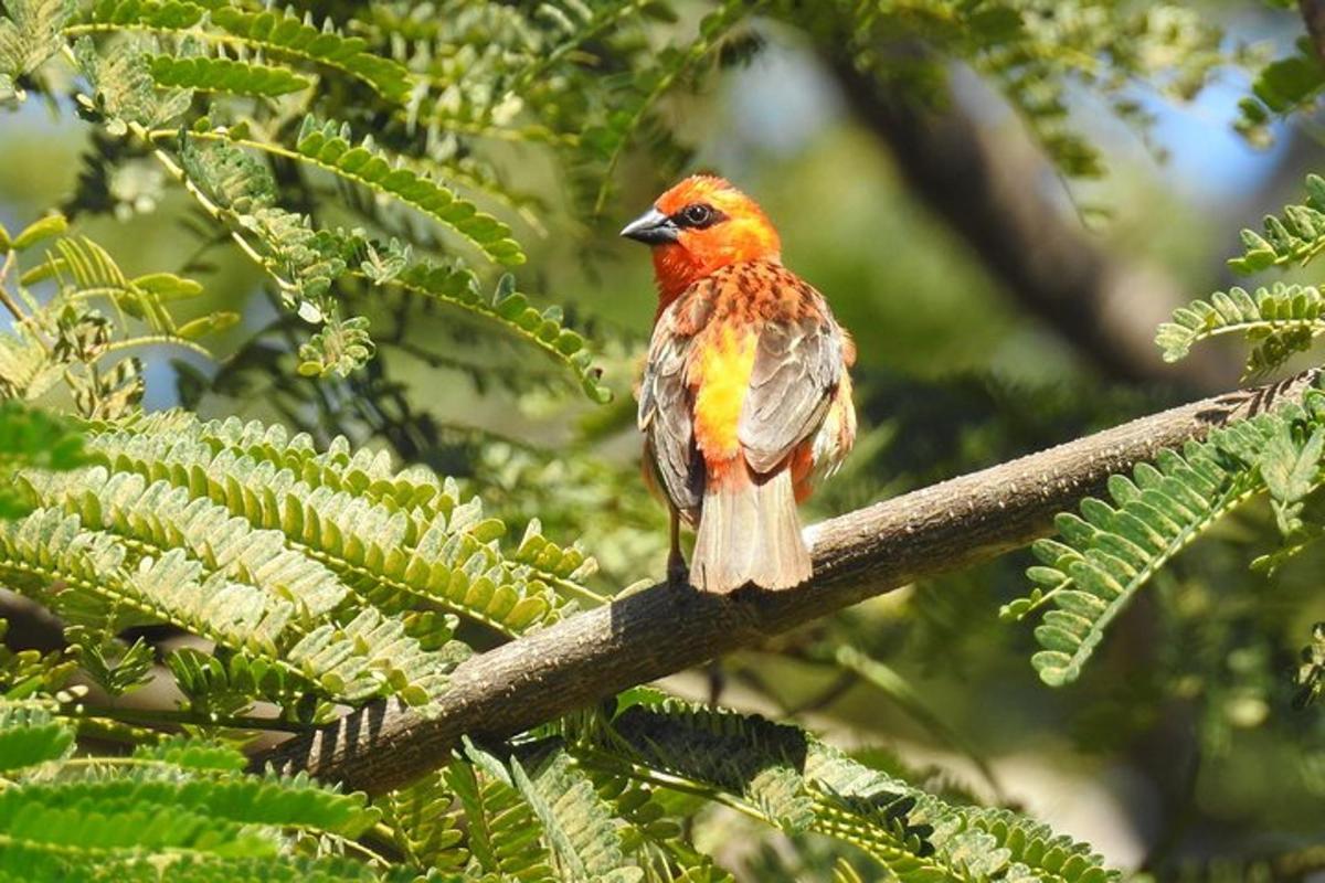 un pájaro posado en lo alto de la rama de un árbol