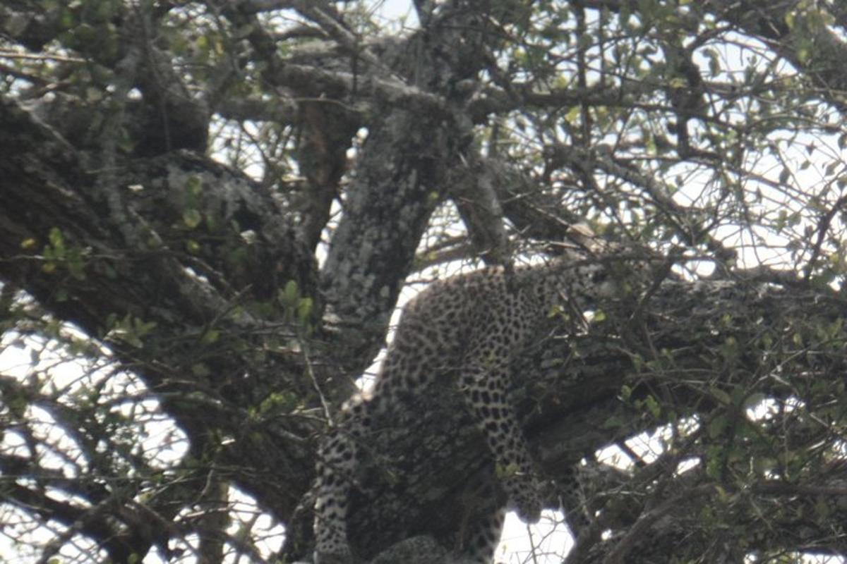 um leopardo está sentado em uma árvore