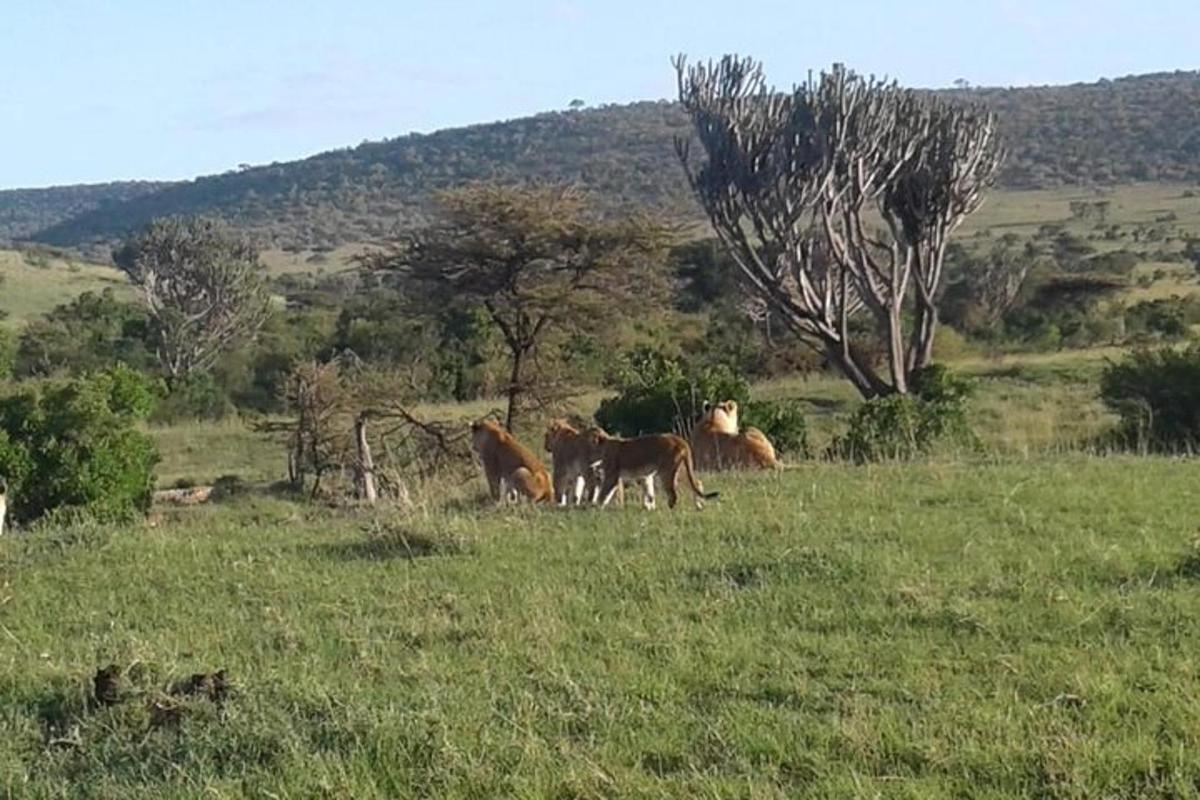 un grup de cavalls en un camp d'herba