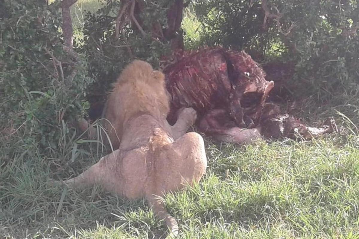 un ós de peluix estirat a terra a l'herba