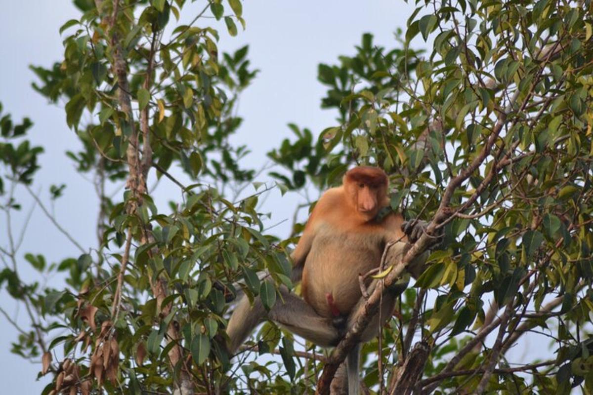 一只猴子坐在树顶上