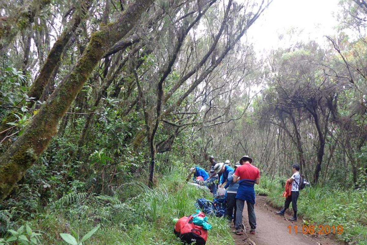 un grup de persones caminant per un sender en un bosc
