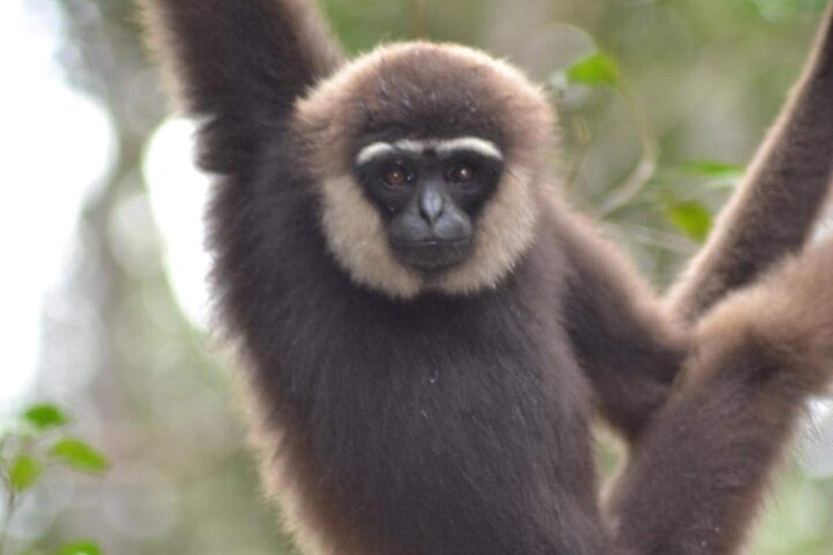 一只猴子坐在树上