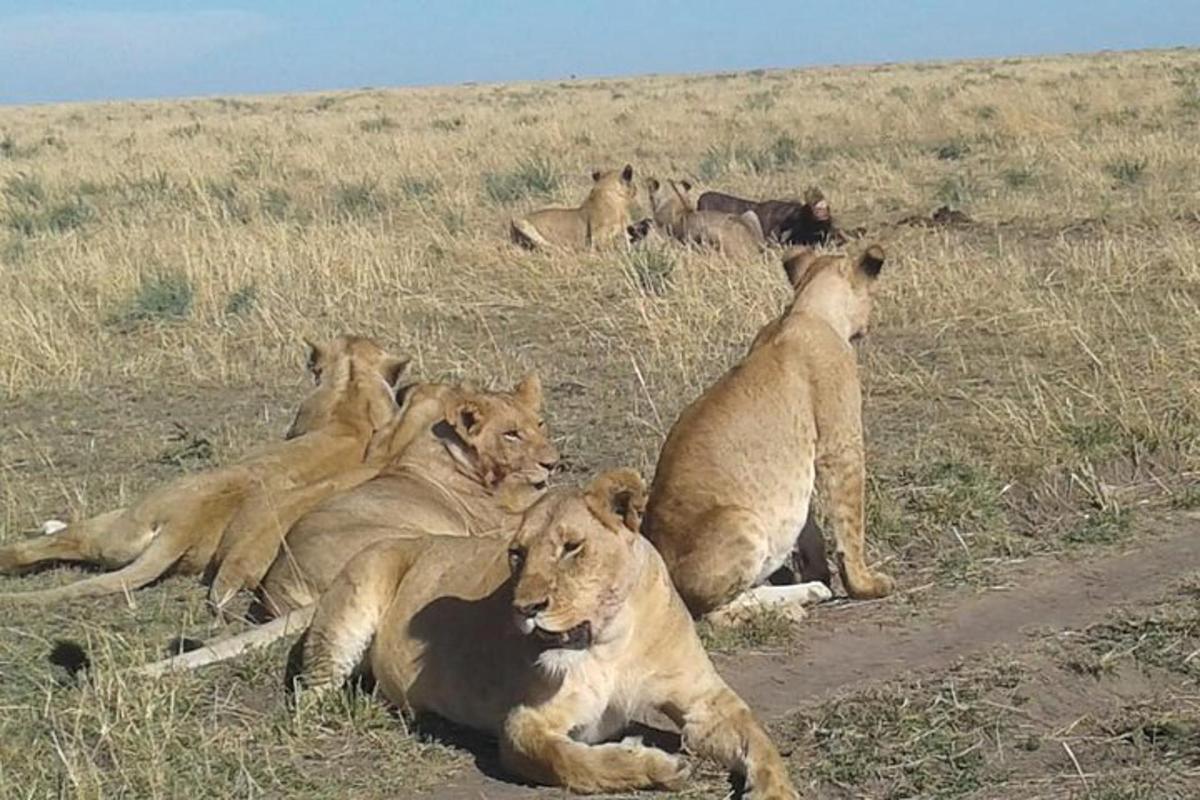 een groep leeuwen die in het gras liggen