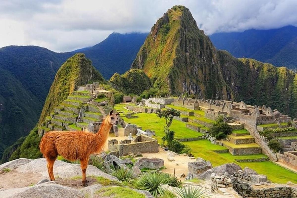 llama berdiri di atas gunung