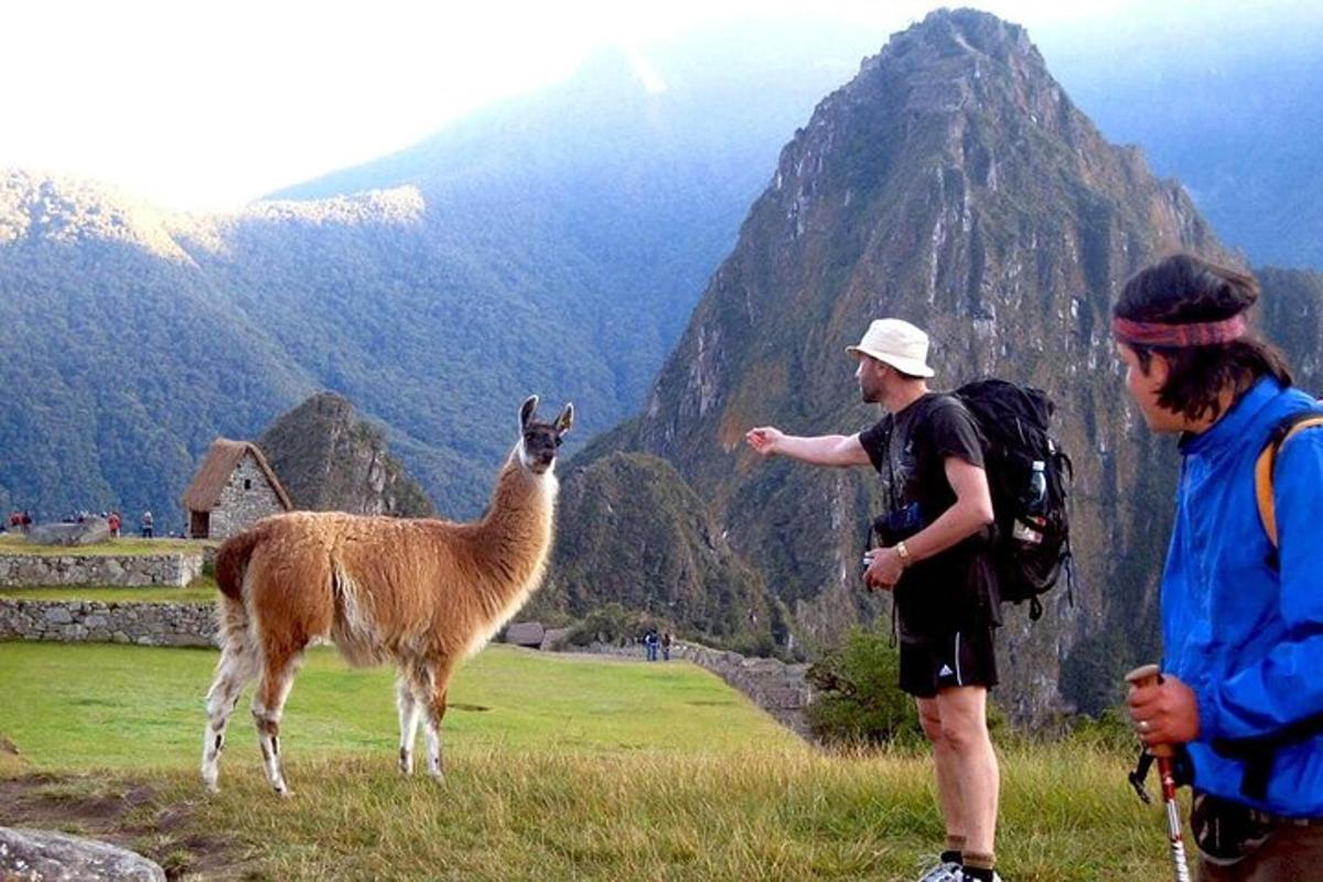 seorang lelaki berdiri di sebelah llama di atas gunung
