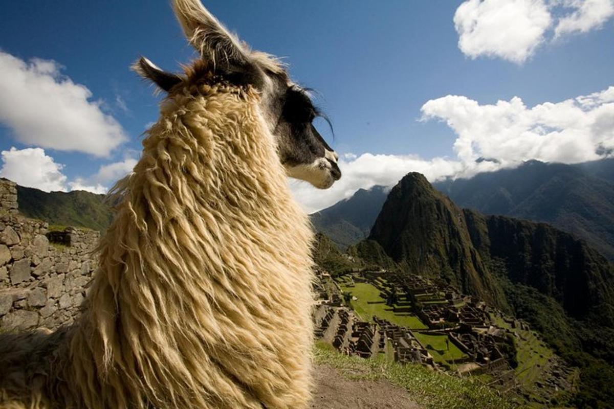 a llama standing on top of a mountain