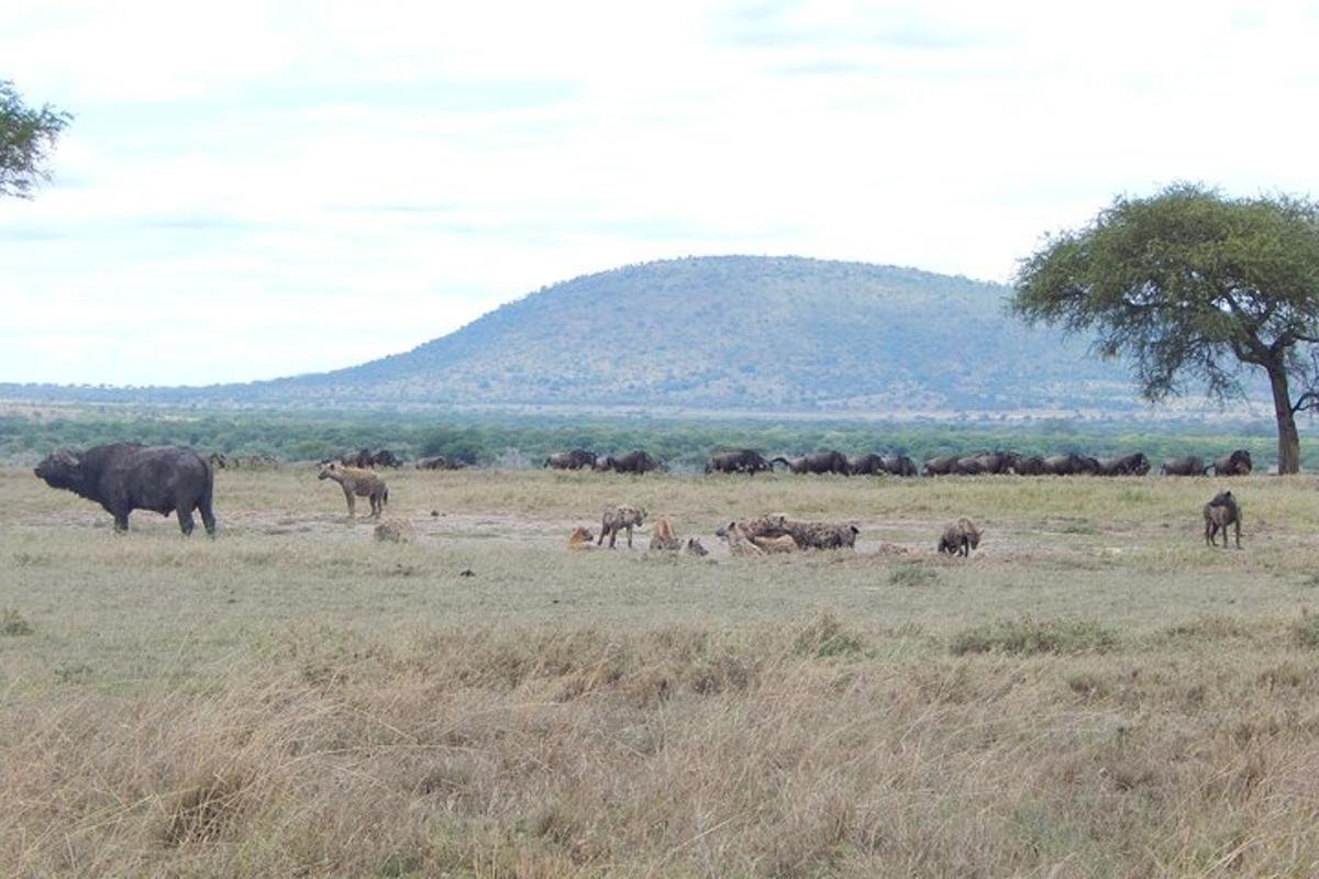 una mandria di elefanti e altri animali in un campo