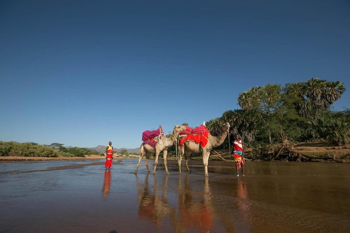 um grupo de três camelos caminhando na praia