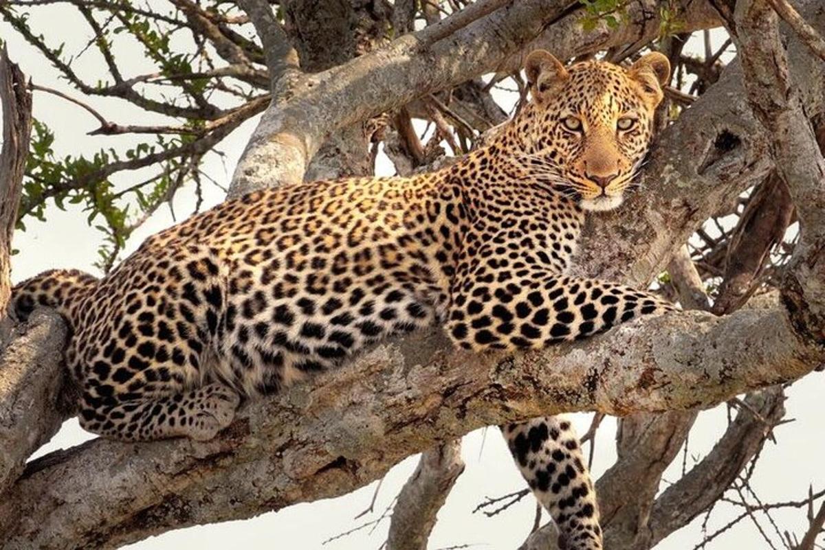 um leopardo está sentado em um galho de árvore