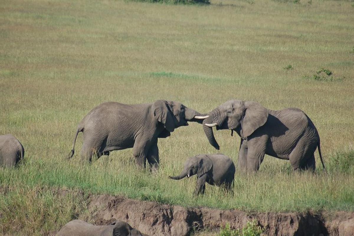 sekelompok gajah bermain satu sama lain di lapangan