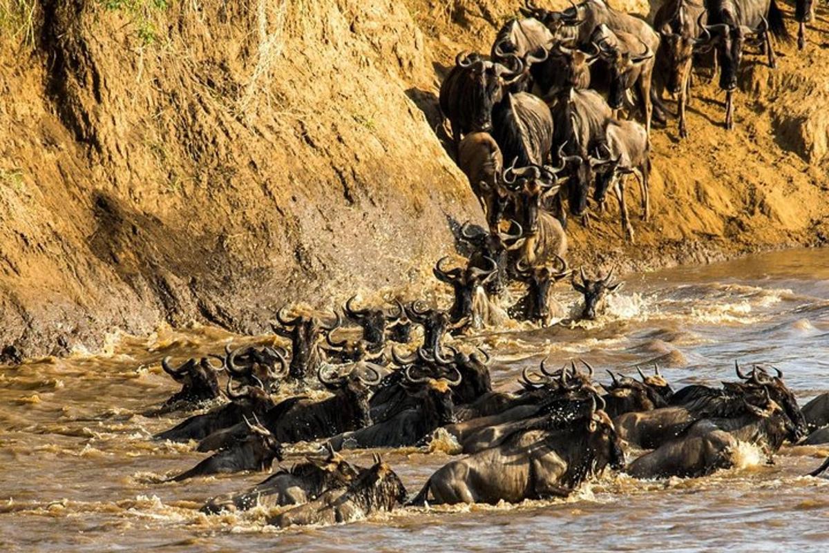 một đàn động vật hoang dã đang băng qua sông