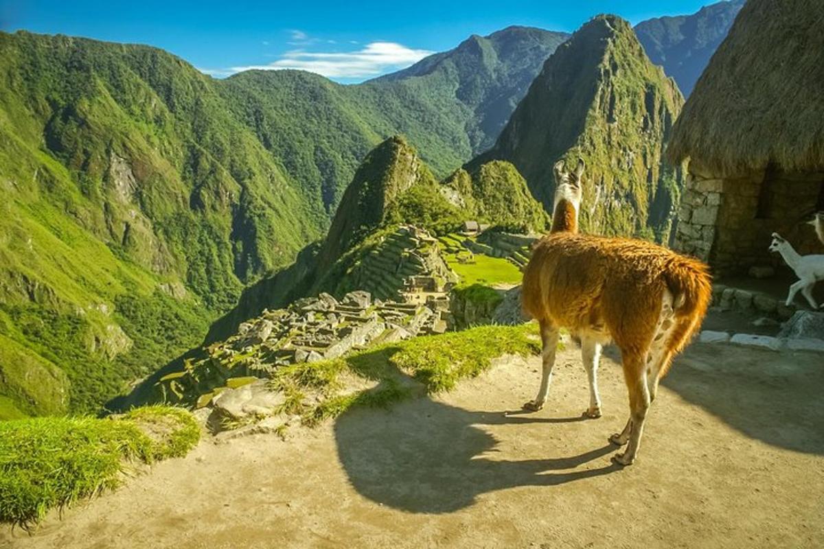 lama stendur á fjallstoppi