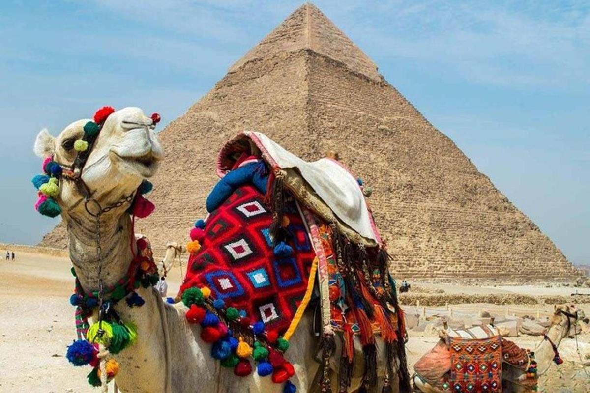ťava stojaca pred pyramídou