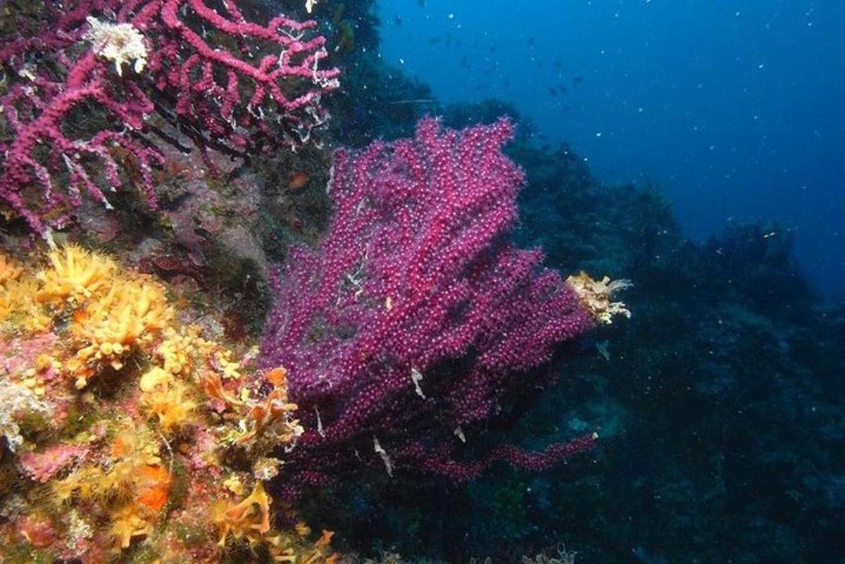 una barriera corallina colorata nell'oceano