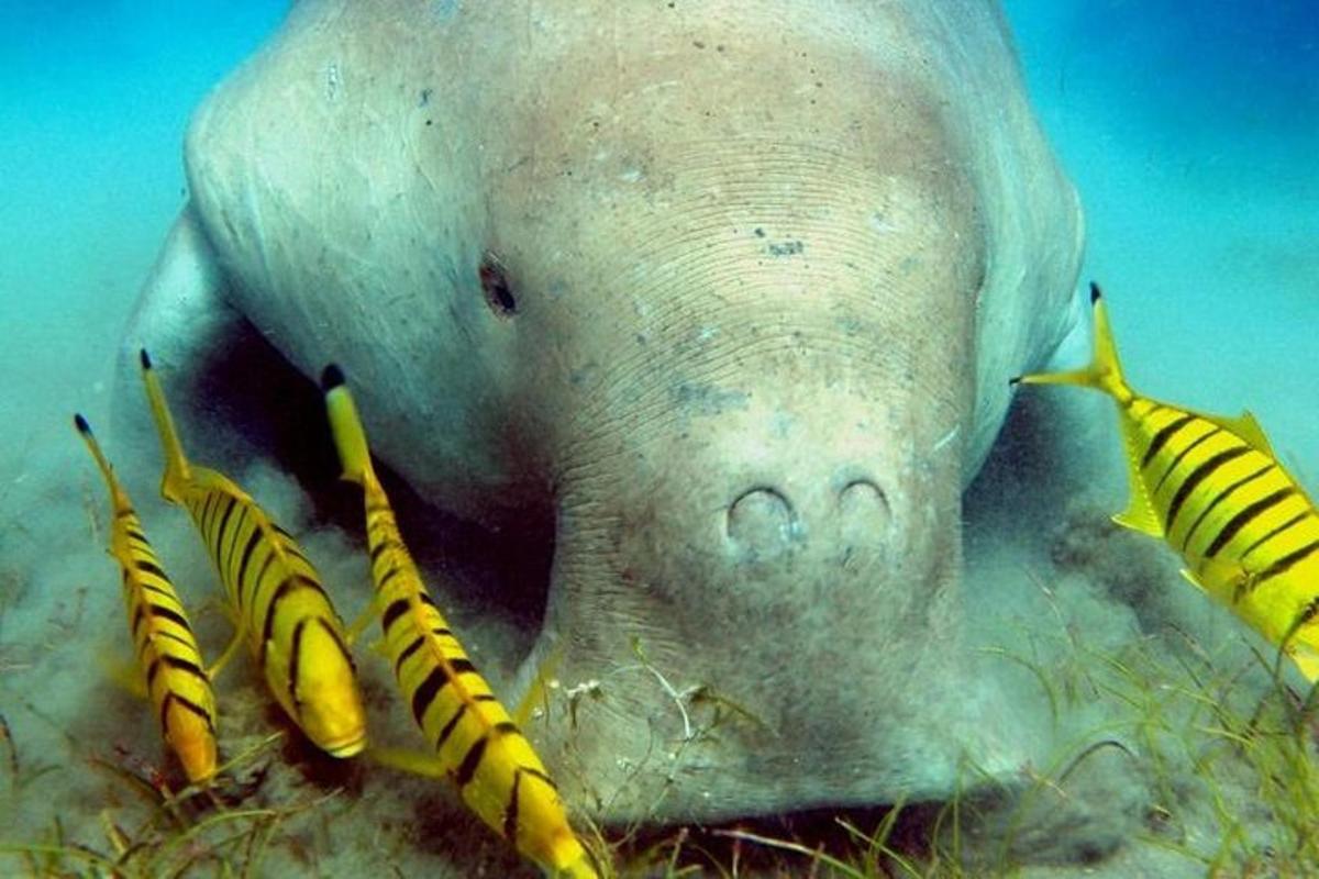 un primo piano di una foca in acqua con le banane