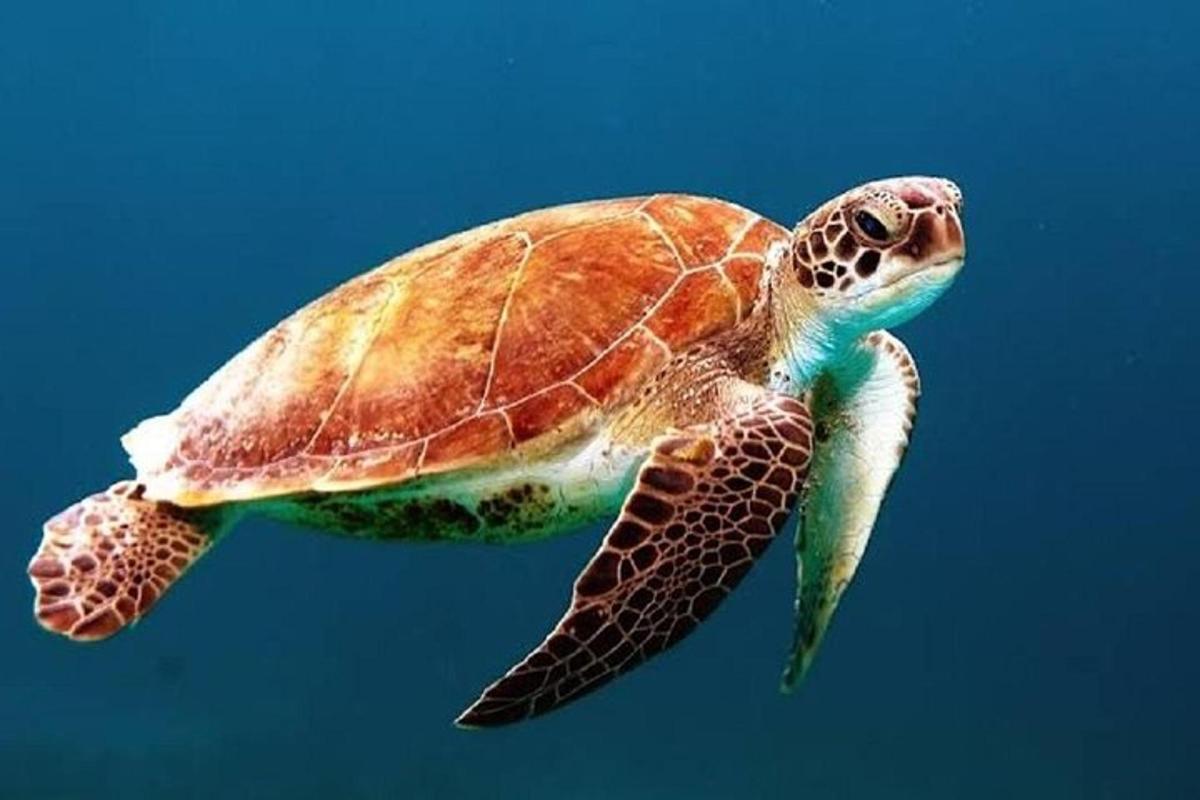 una tartaruga marina verde che nuota nell'acqua