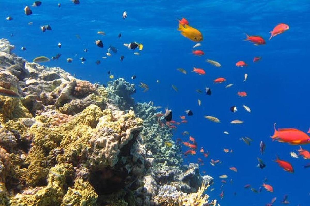 un banco di pesci su una barriera corallina