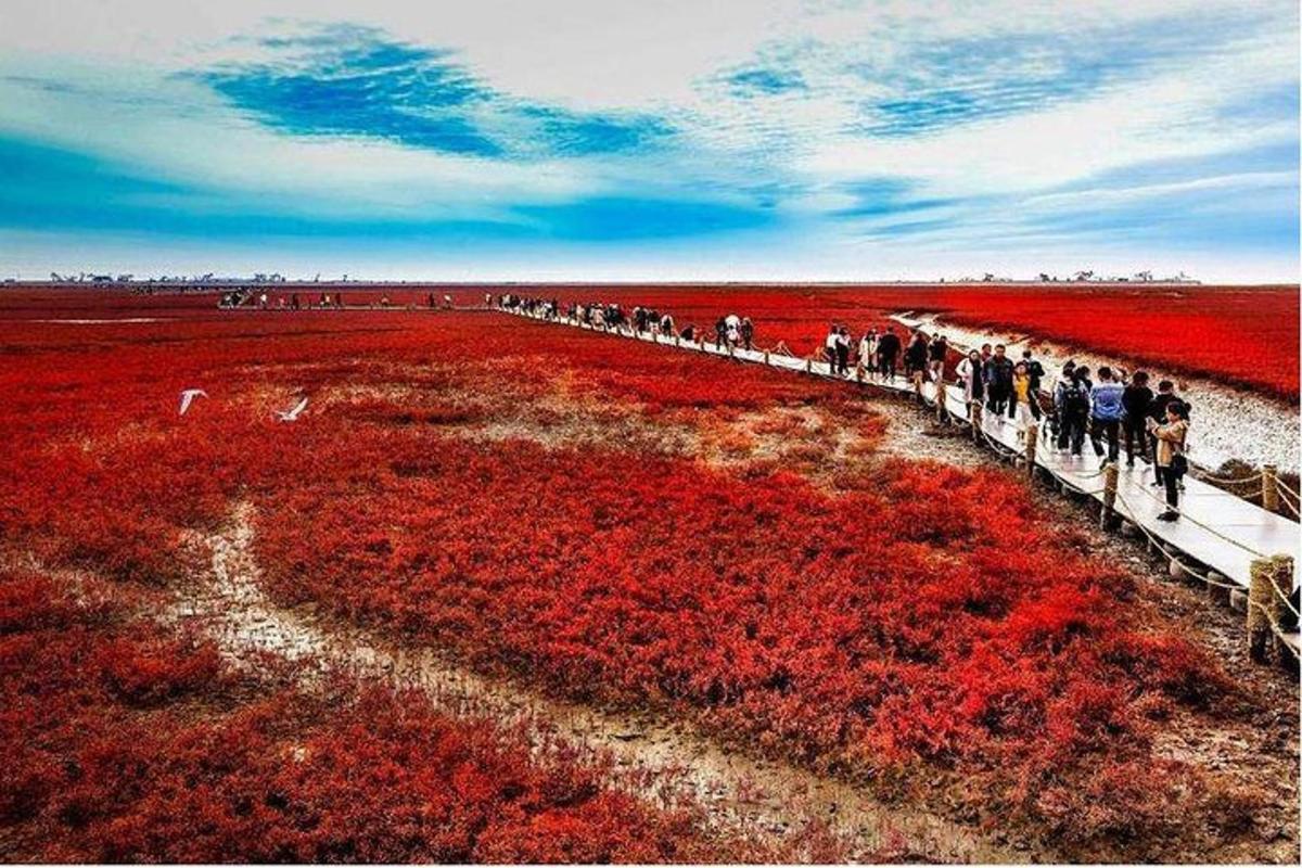 sekumpulan orang berjalan melalui ladang bunga merah