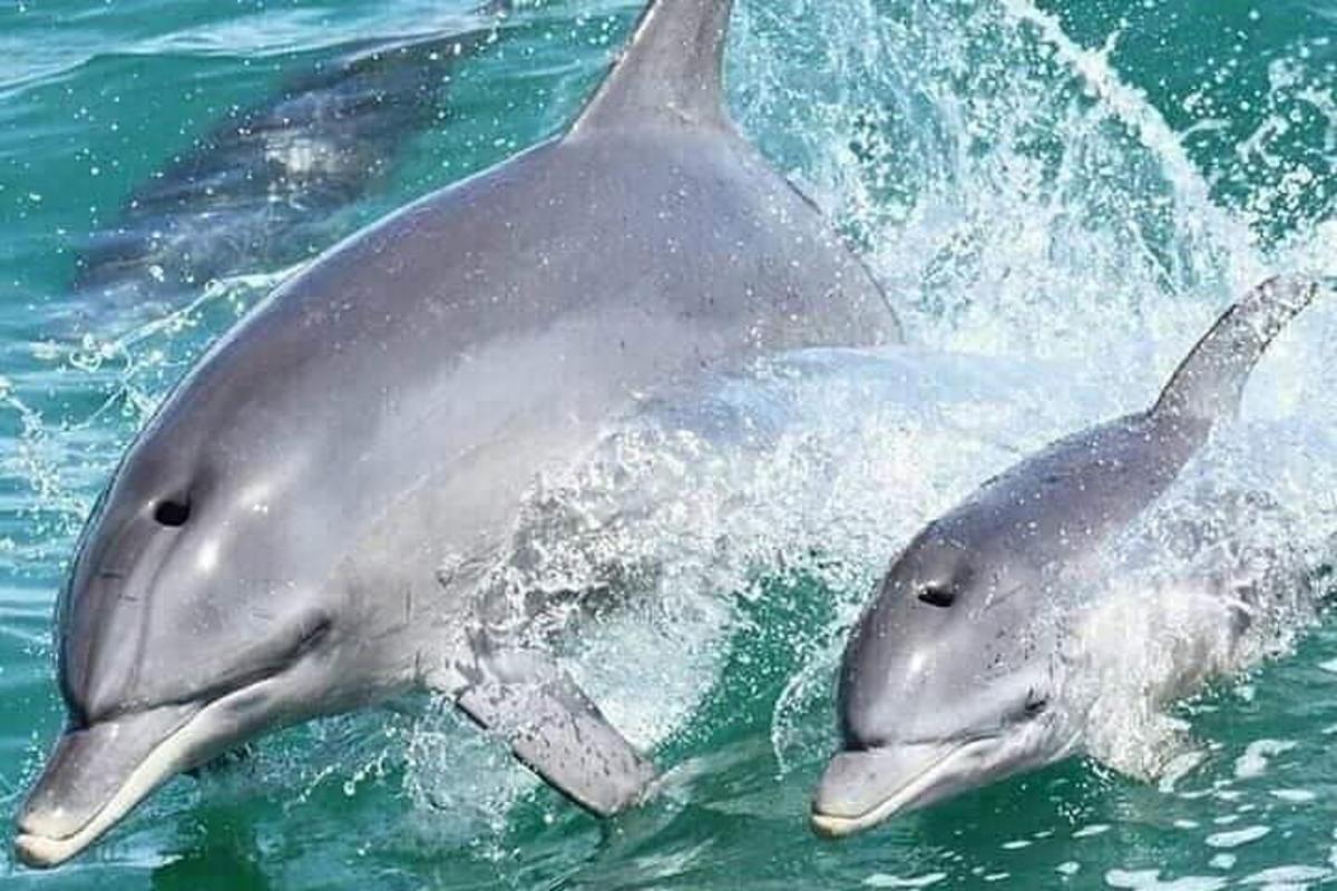 two dolphins playing in the water