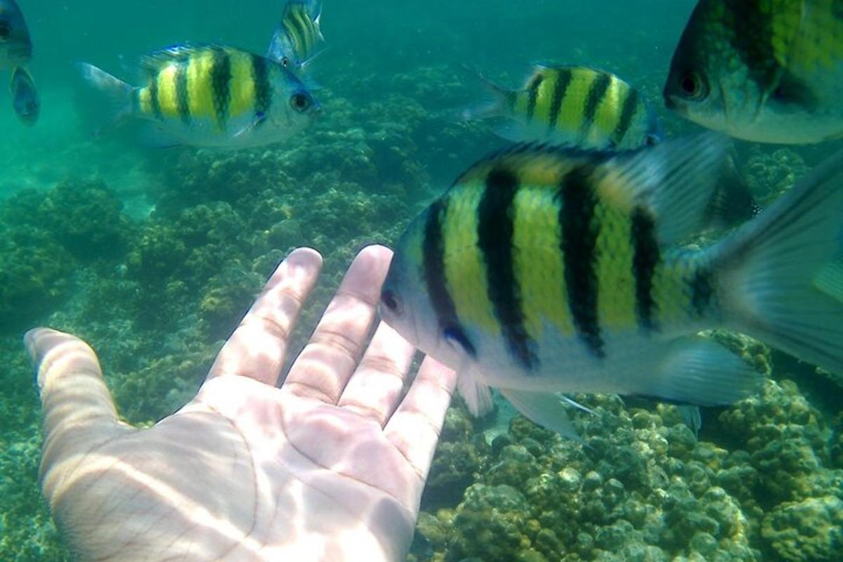o mână întinsă către pești în ocean