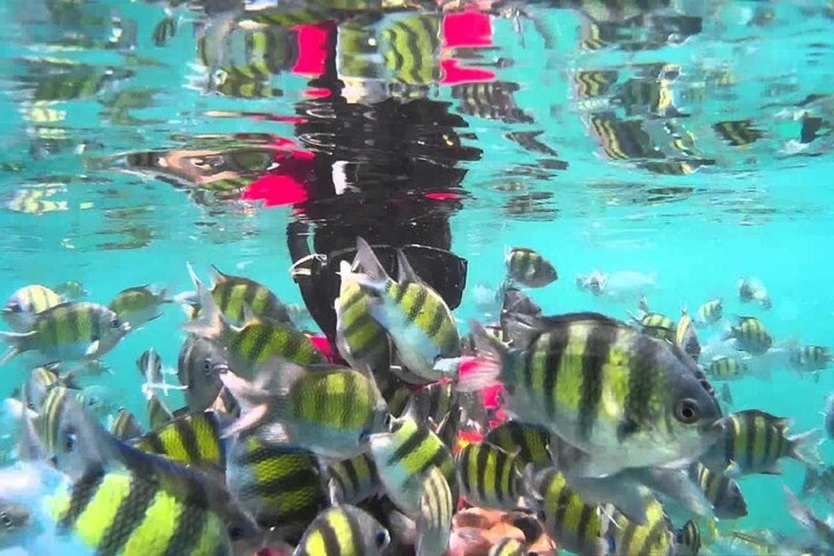 особа која плива у води са јатом риба