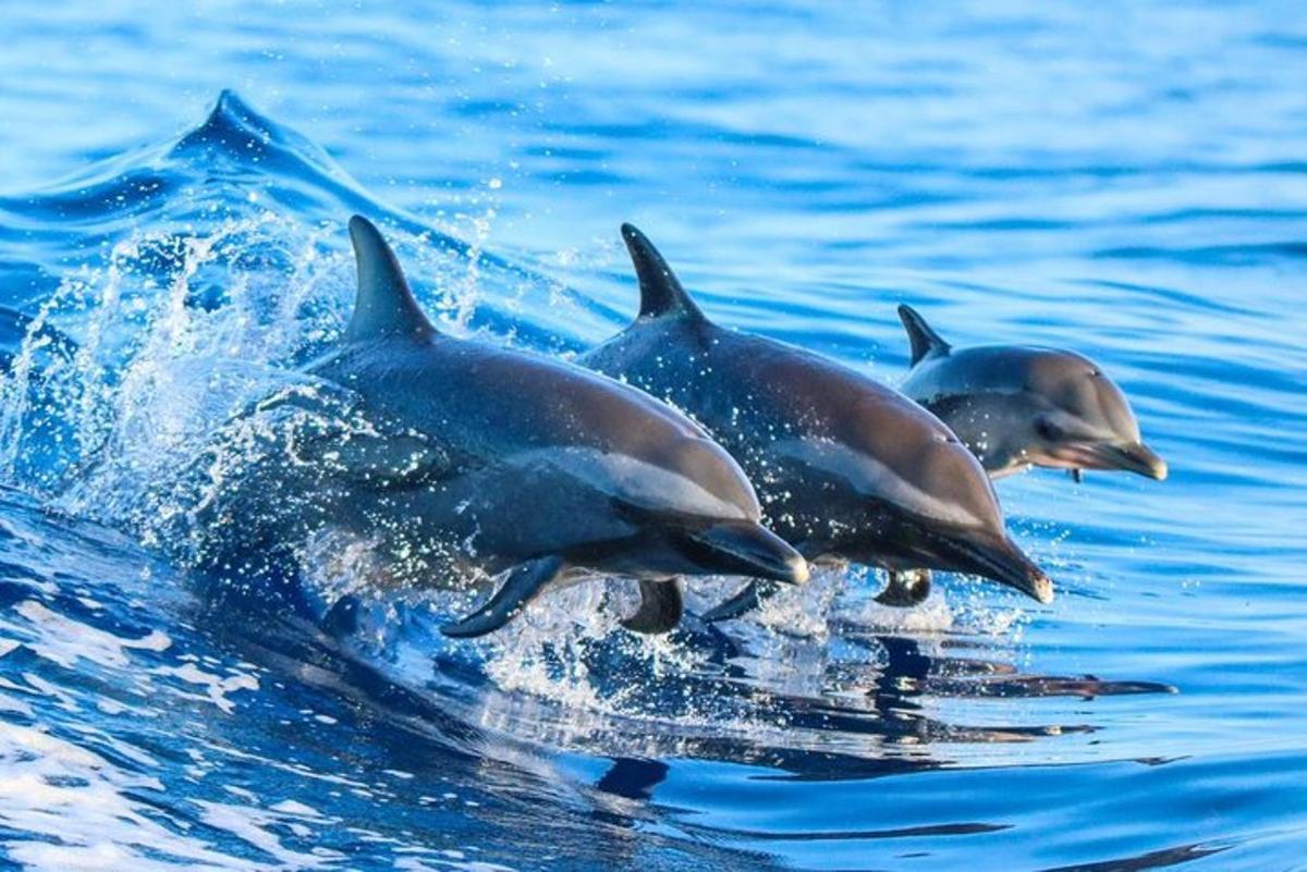 um grupo de três golfinhos na água