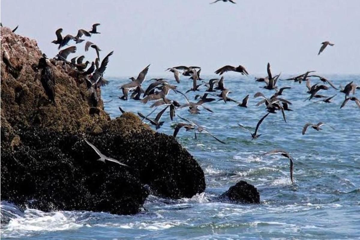 um bando de pássaros voando sobre o oceano