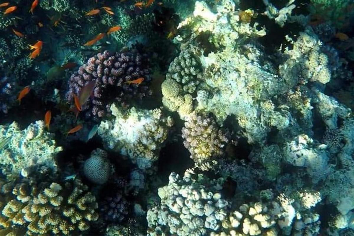 魚がいるサンゴ礁のクローズアップ