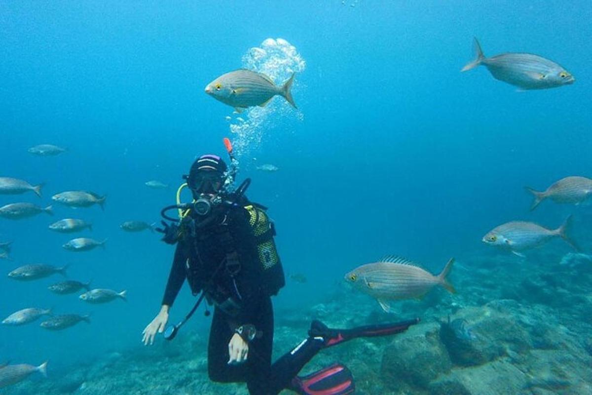 Un buzo en el océano con un grupo de peces.