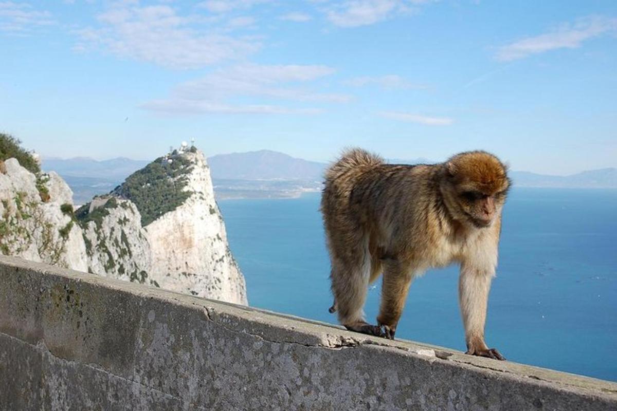 a monkey standing on a wall near the water