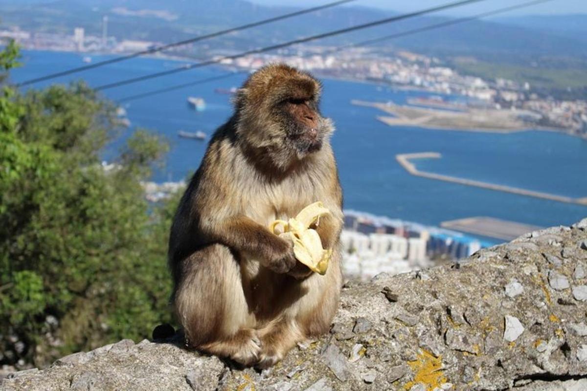 a monkey sitting on top of a mountain holding a banana
