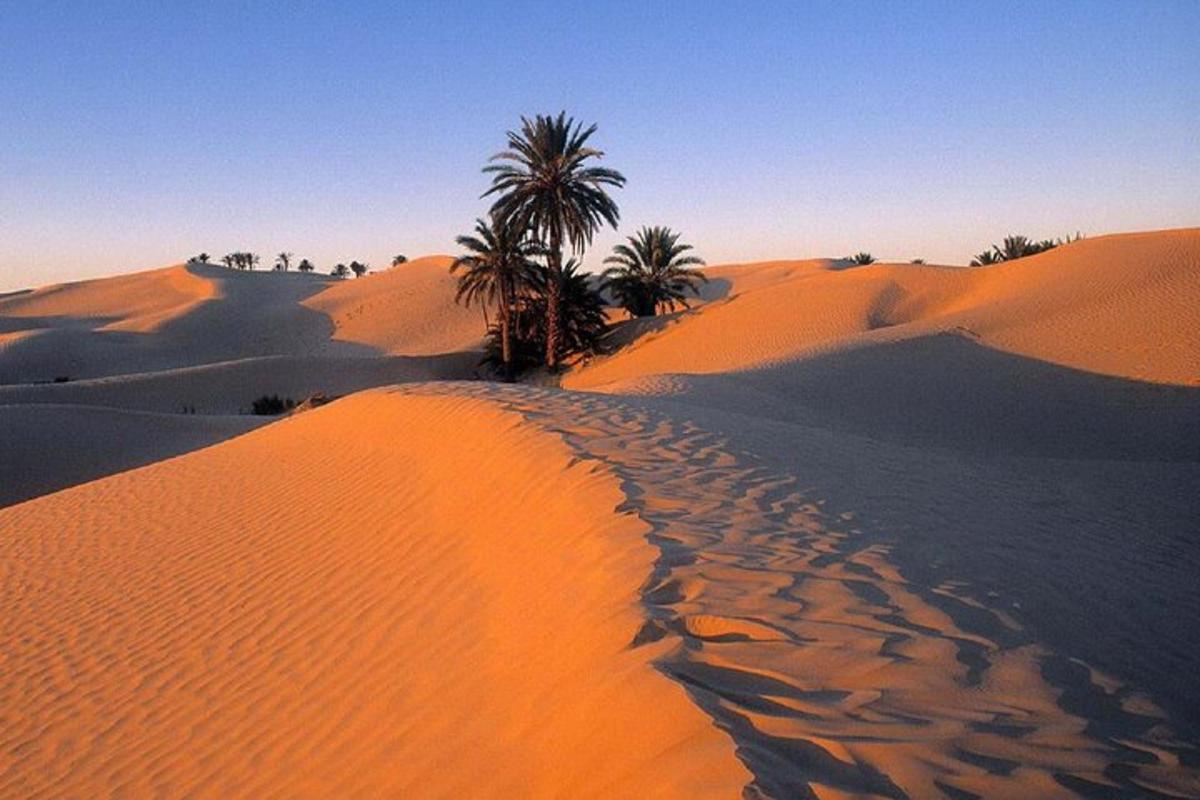 a desert with palm trees and sand dunes