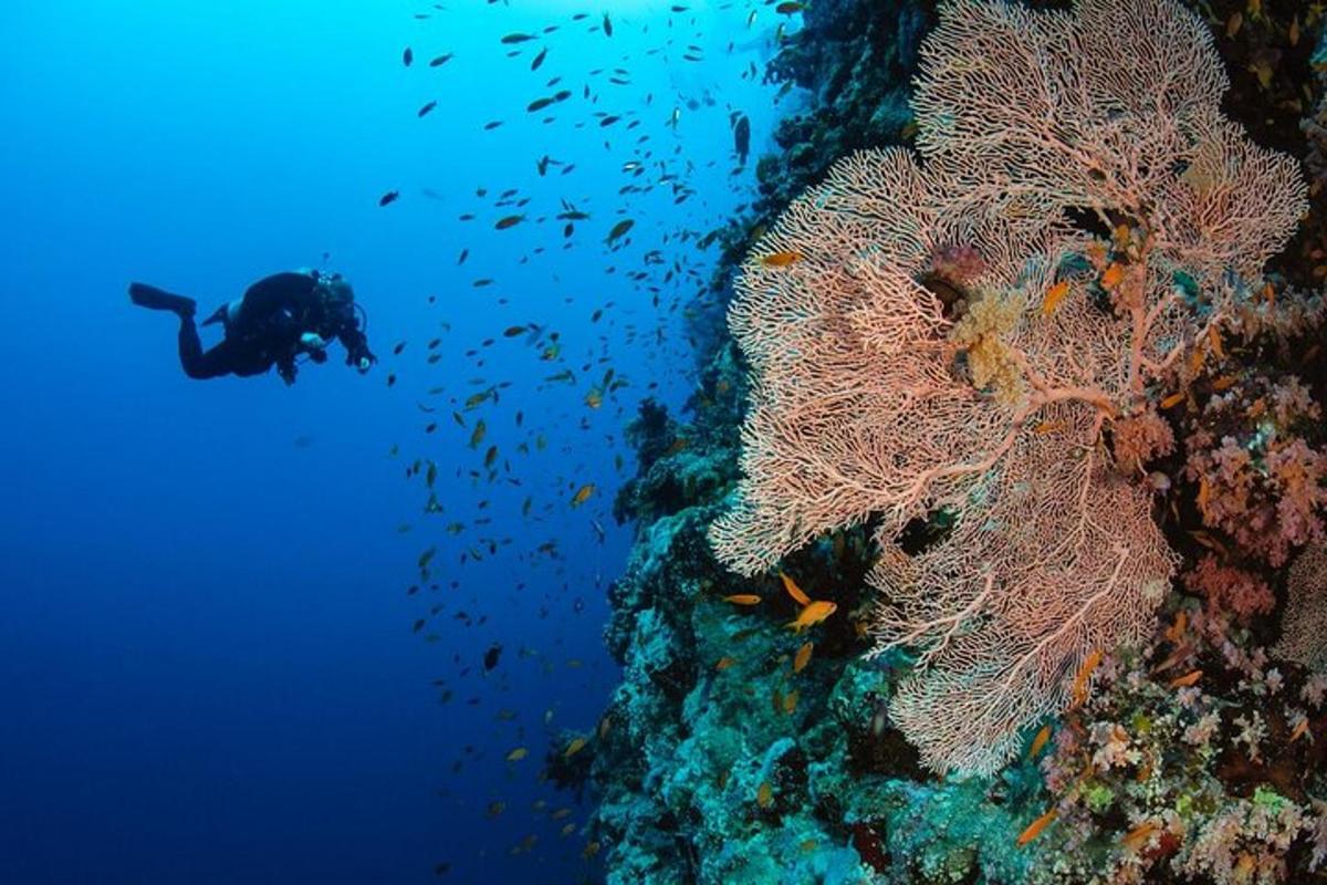 osoba v oceánu vedle korálového útesu