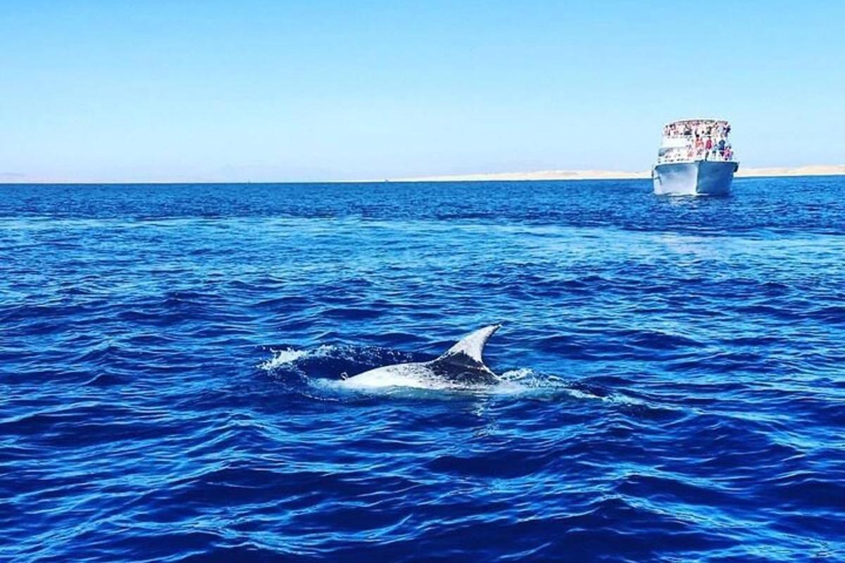 un dofí nedant a l'oceà amb un far al fons