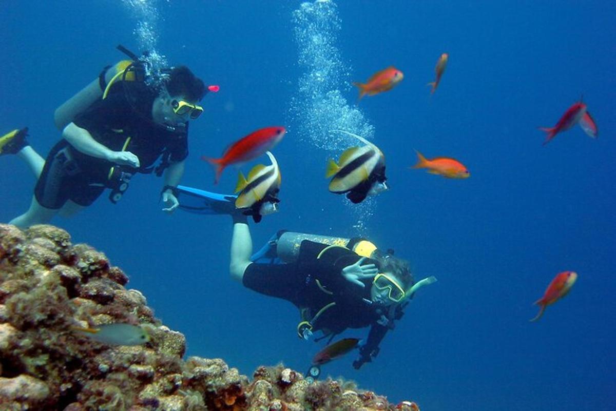 a person scuba diving in the ocean with a group of fish