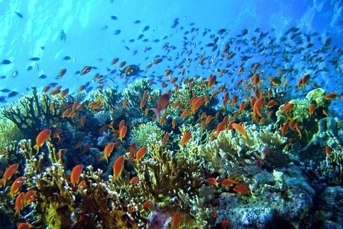 a coral reef with a lot of fish on it