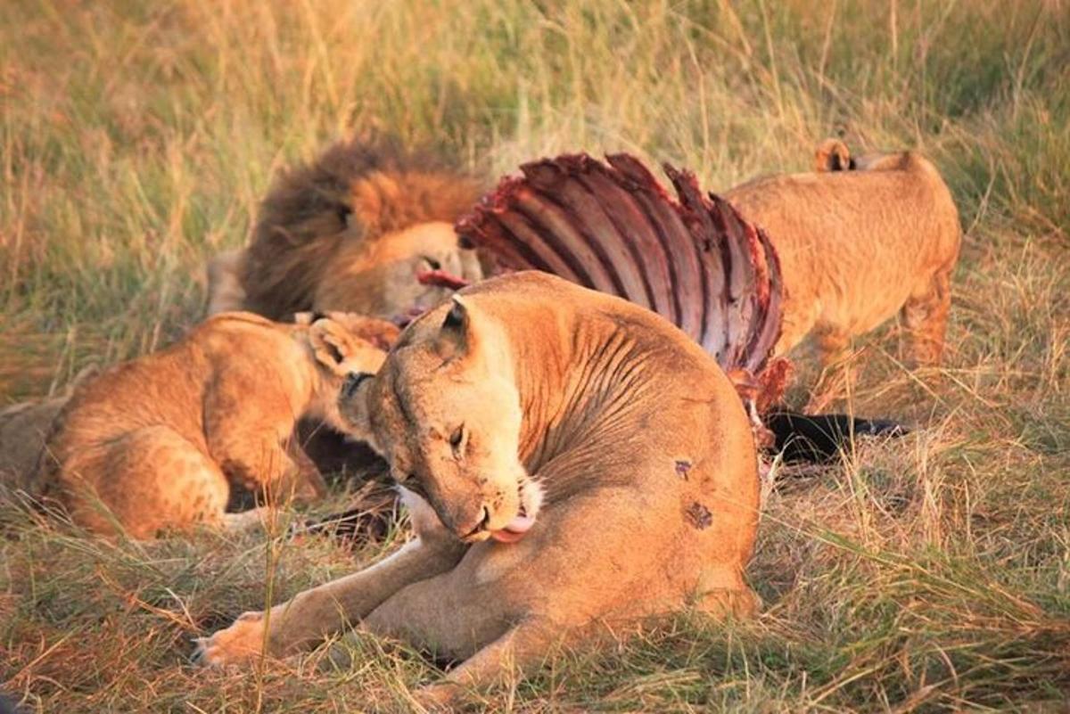 Un grupo de leones tumbados en la hierba