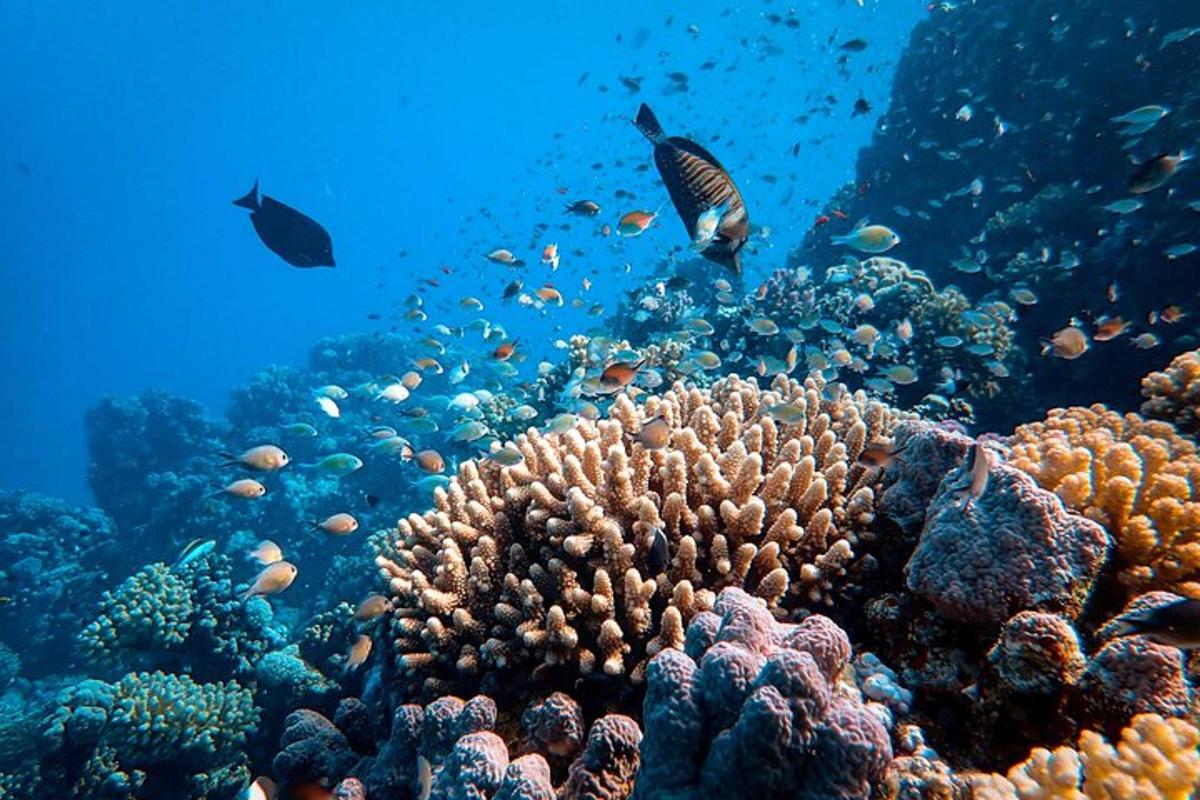 koralni greben z ribami v oceanu