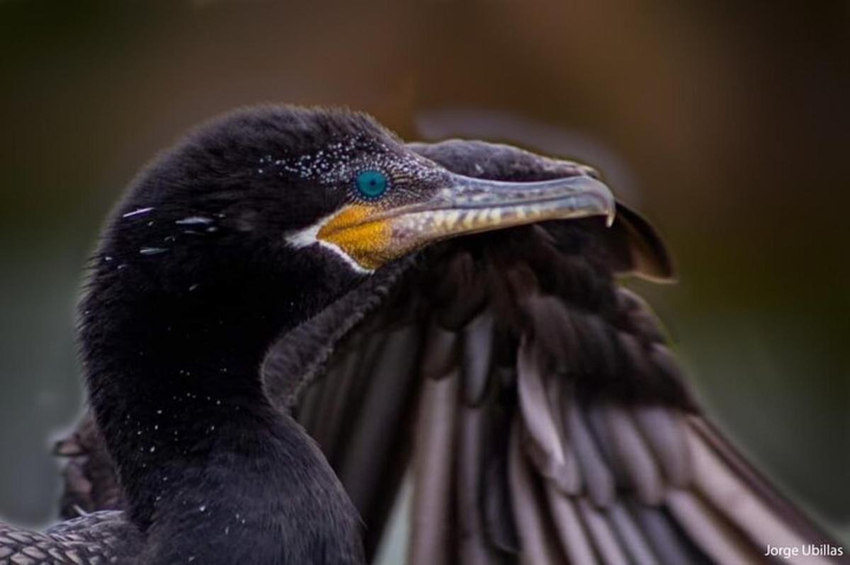 gambar dekat burung dengan paruhnya terbuka